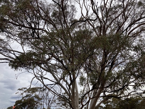 Image of Eucalyptus vittata by (c) Thomas Mesaglio, some rights reserved (CC BY)