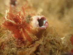 Cnemidocarpa nisiotis