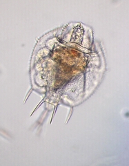 Macrochaetus