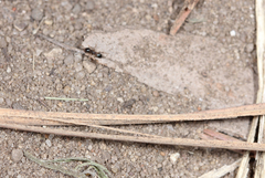 Pheidole bicarinata