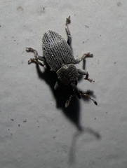 Tychius picirostris