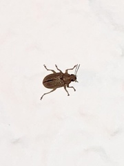 Colaspis hesperia