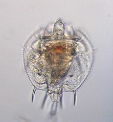 Macrochaetus