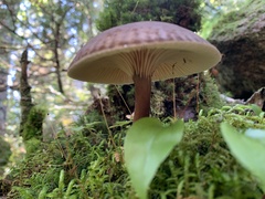 Lactarius lignyotus