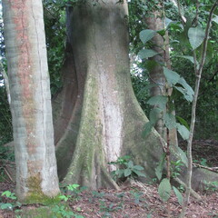 Ceiba
