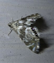 Petrophila canadensis