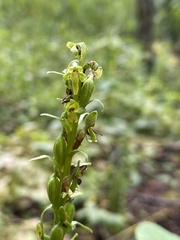 Platanthera