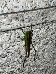 Conocephalus maculatus