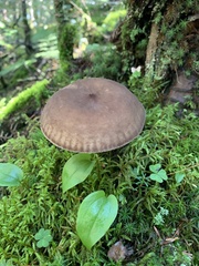 Lactarius lignyotus