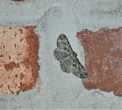 Iridopsis defectaria