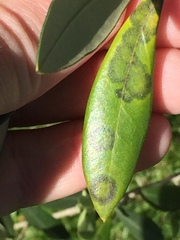Venturia oleaginea