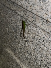 Conocephalus maculatus