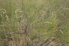 Thinopyrum elongatum