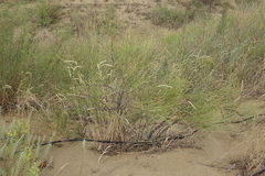 Thinopyrum elongatum