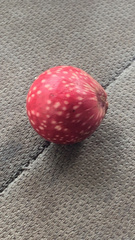 Amphibolips quercusjuglans