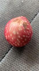 Amphibolips quercusjuglans