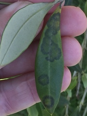 Venturia oleaginea