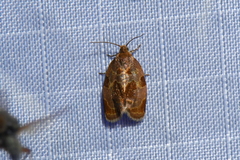 Clepsis listerana