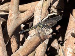 Orthetrum