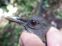 Turdus olivaceofuscus