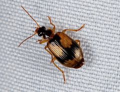 Lebia fuscata