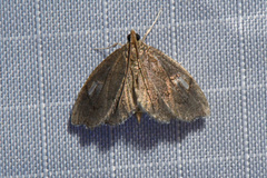 Perispasta caeculalis