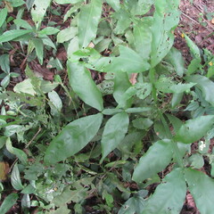 Sapindaceae