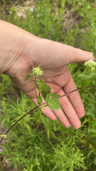 Mikania scandens