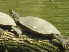 Graptemys geographica