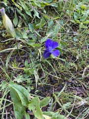 Gentianopsis thermalis