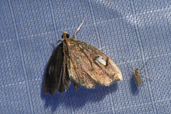 Perispasta caeculalis