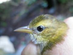 Ploceus sanctithomae