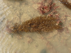 Sargassum sinclairii