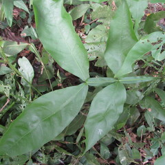 Sapindaceae