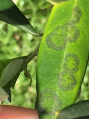 Venturia oleaginea