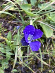 Gentianopsis thermalis