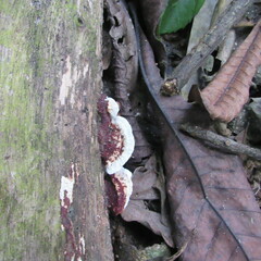 Earliella