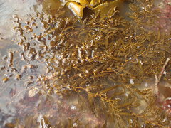Sargassum sinclairii