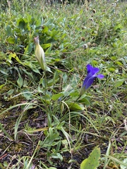 Gentianopsis thermalis
