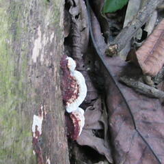 Earliella