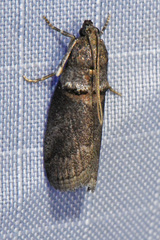 Acrobasis juglandis