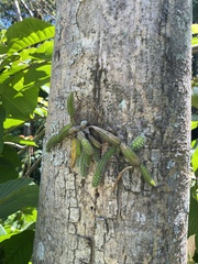 Selenicereus validus