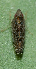 Scaphytopius acutus