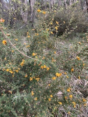 Pultenaea scabra