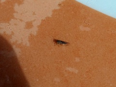 Platycorypha nigrivirga