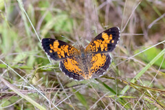 Phyciodes cocyta
