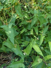 Persicaria arifolia