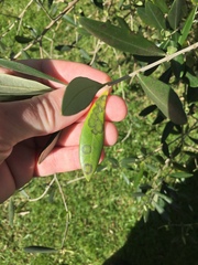 Venturia oleaginea