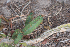 Cactaceae