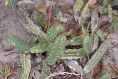 Cactaceae